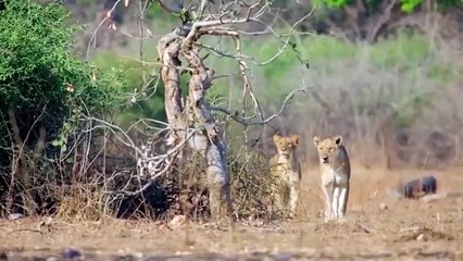 The End To Despise Prey! The Stupid Lion Was Mercilessly Tortured By Hundreds Of Hedgehogs