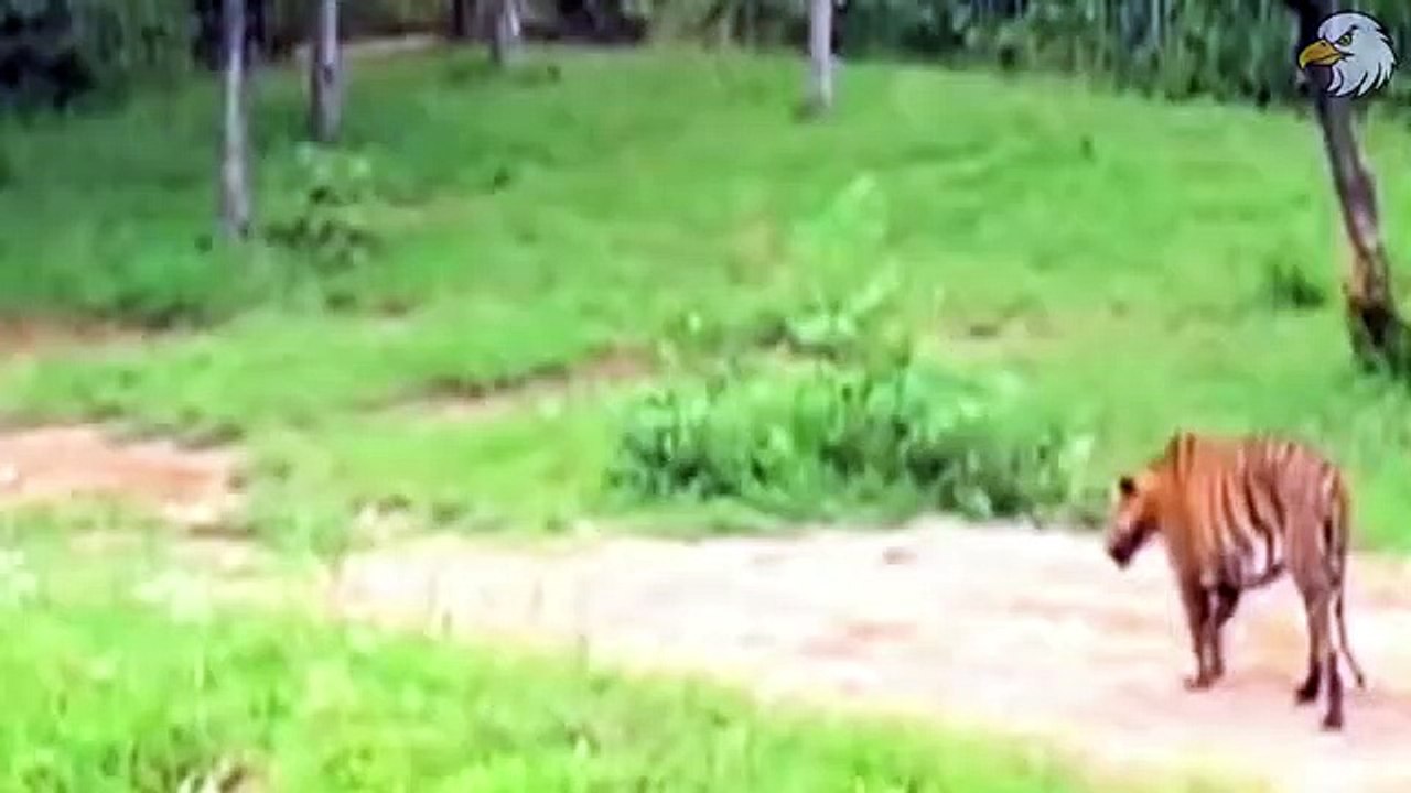 Tiger Attack Huge Bull   30 Moments Big Cat Attacks Farm Animals !