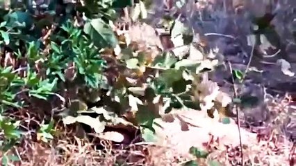 What A Surprise ! Leopards Almost Died Because They Chose The Giant African Rock Python As Prey