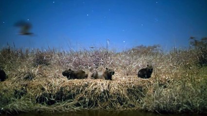 Noite na Terra em Cores | show | 2020 | Official Trailer