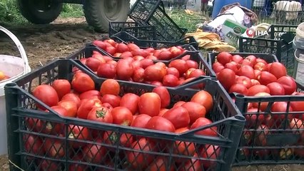 Kavurucu sıcakta domates hasadı