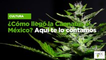 ¿Cómo llegó la Cannabis a México? Aquí te lo contamos
