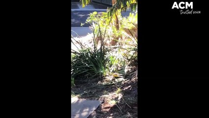 Male snakes fight in Gerringong in winter | August 4, 2023 | Illawarra Mercury