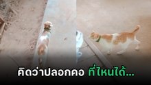 เลี้ยงแมวส้ม แต่ละวันเจออะไรบ้าง ? คลิปนี้มองไกล ๆ นึกว่าปลอกคอ แต่ดูใกล้ ๆ ใจแทบวาย !