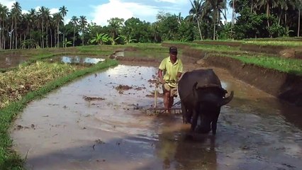 Plow the fields with buffalo