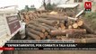 Martí Batres asegura que los enfrentamientos de Huitzilac es por la tala de árboles ilegal