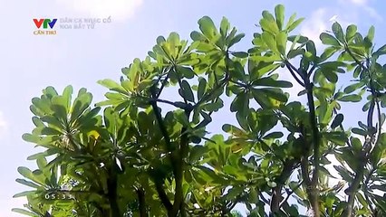 แวดวงทีวีเวียดนาม (ช่อง VTV Cần Thơ) (28 กรกฎาคม 2023) (05.24 น.)