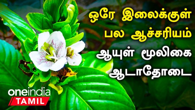 Health Tips in Tamil | நலம் நலமறிய ஆவல் - Adathodai Health Benefits in Tamil
