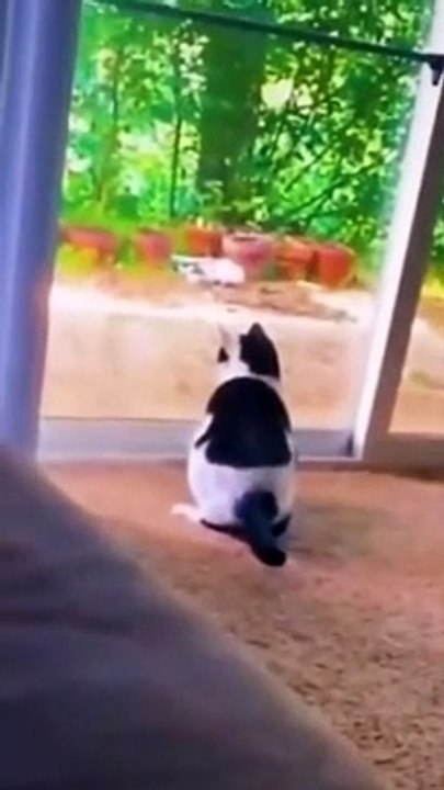 cute animals #shorts