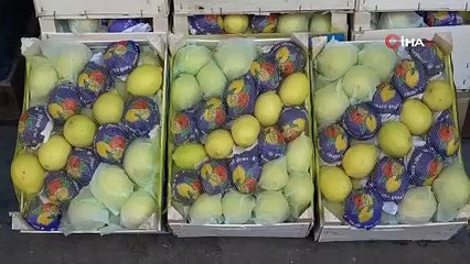 Limonda hasat başlamadan kaçak kesim ve ihraç başladı