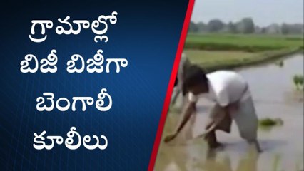 పశ్చిమగోదావరి జిల్లా: వరినాట్లు ప్రారంభం.. ఏకంగా బెంగాల్ నుంచి