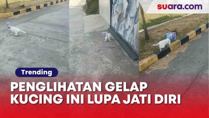 Gemas! Pria Selamatkan Kucing yang Kepalanya ketutup Plastik Kemasan, Warganet: Kucing nya nge Reog