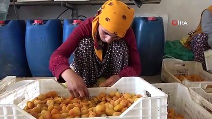 Mevsimlik tarım işçilerinin kayısı mesaisi sürüyor
