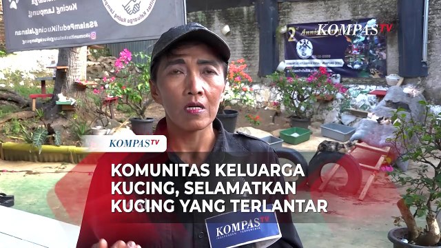Perjuangan Komunitas Keluarga Kucing Lampung Selamatkan Kucing yang Terlantar