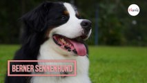 Berner Sennenhund