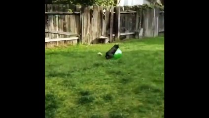 Some Funniest And Cutest Dog And Cat Moments  - Animals, Not Normal #3
