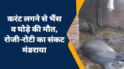 सहारनपुर: विद्युत विभाग की लापरवाही, गरीब का उजड़ा रोजगार, तीन बेजुबानों की गई जान