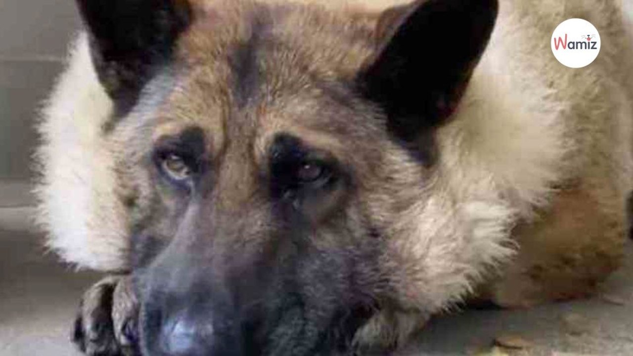 Straßenhund gefunden: Sein Gewicht schockt sogar den Tierarzt