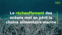 Le réchauffement des océans met en péril la chaîne alimentaire marine