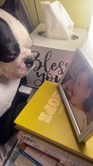 Boston Terrier Cries While Looking at Photo of Lost Loved One