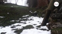 Video von Katze in den Schweizer Alpen macht sprachlos