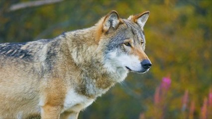 Kind soll Wolf in Ungarn erschossen haben