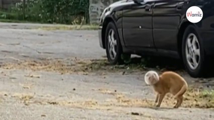 Tierschützer sprachlos, als sie erkennen, was sich neben dem Auto bewegt (Video)