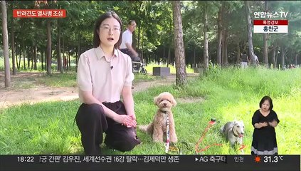 반려견도 열사병 위험…"한낮 산책은 피하세요"