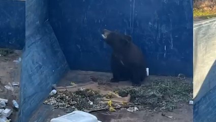 Moment screaming bear cub rescued from skip in Colorado
