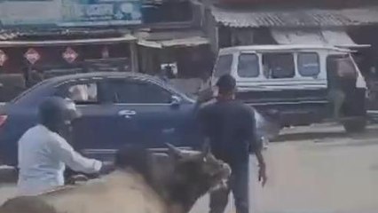 गाजीपुर: मोबाइल पर बात कर रहा था युवक, पीछे से आए सांड ने उठाकर जमीन पर पटका