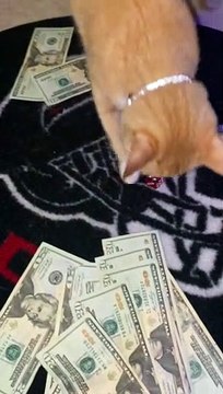 Cat Hustles Human in Game of Craps