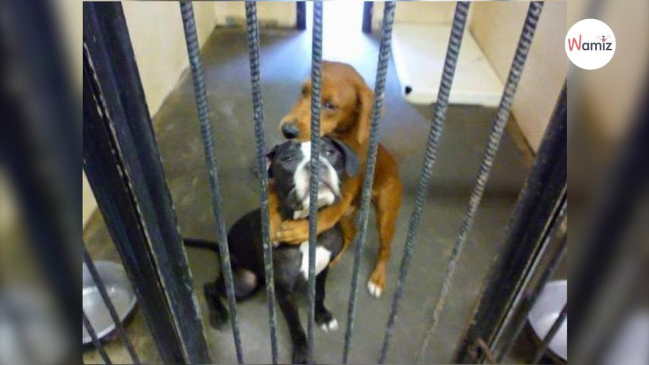 Weil sie es nicht fassen können Welpen umarmen sich innig (Video)