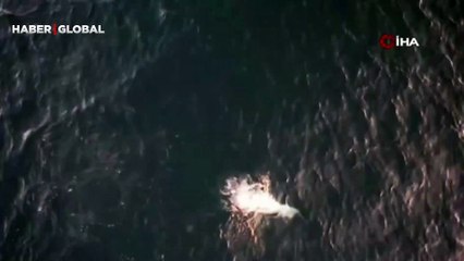 Belgesel tadındaki görüntüler... Yunusun minik balıkla av oyunu drone kamerasına yansıdı