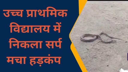 फर्रुखाबाद: उच्च प्राथमिक विद्यालय में निकला जहरीला सांप, मचा हडकम्प