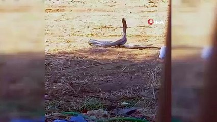 Mersin'de yılanların dansı kameraya yansıdı!