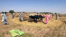 Incredible Traditional Village Life Pakistan - Wheat Harvesting with Oxen - Old Culture Punjab