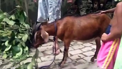 Kids enjoying with goat