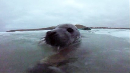 Seal Gets up Close and Personal for a CUDDLE With a Surfer