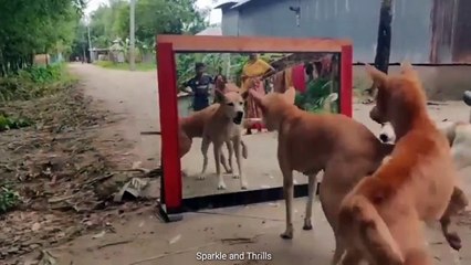 Critter Capers Hilarious Animal Antics