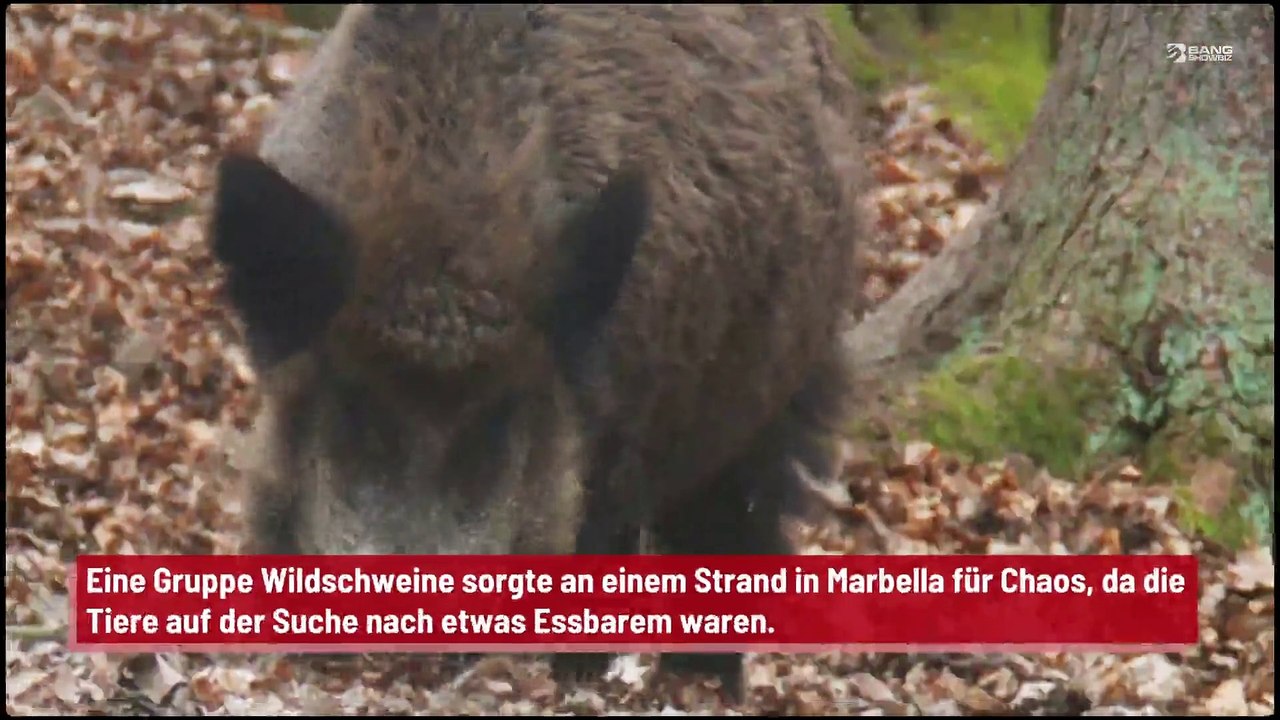 Wildschweine stürmten auf der Suche nach Nahrung einen spanischen Strand