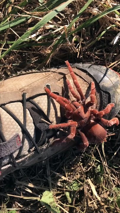 Mygale VS Tarentule : C'est quoi la différence ?!