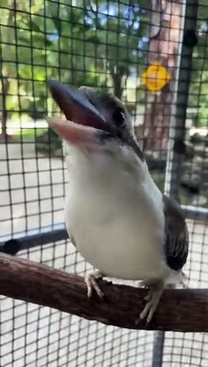 Burung tertawa