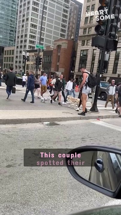 Heartwarming Reunion: Couple Joyfully Reunites with Their Playful Pups | Heartsome 