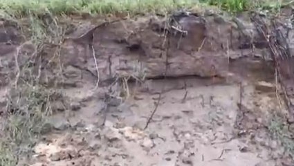 పశ్చిమగోదావరి జిల్లా: గోదావరికి వరద... కోతకు గురవుతున్న లంక భూములు