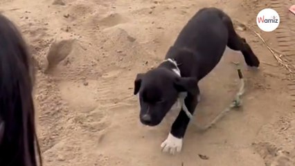 Autofahrerin bemerkt Gestalt am Straßenrand: Sie begreift und zögert keine Sekunde (Video)