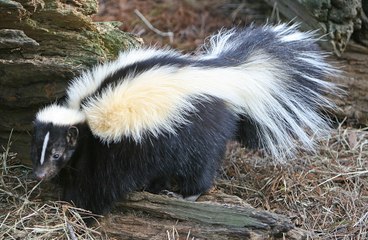 Barney the Skunk walks 13 miles from Devon to Somerset