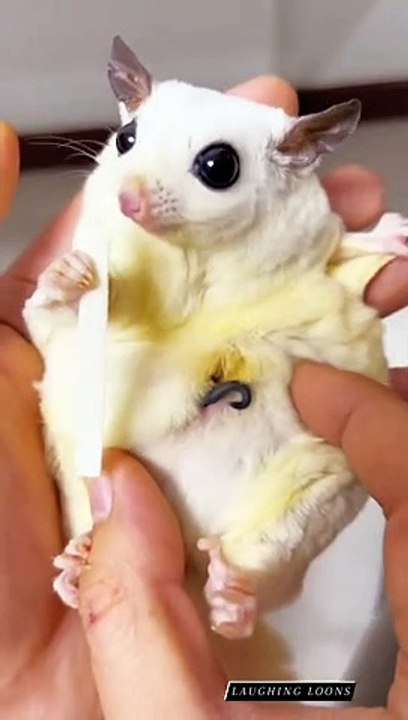 Mice Hiding Something