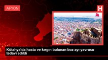 Kütahya'da hasta ve kırgın bulunan boz ayı yavrusu tedavi edildi