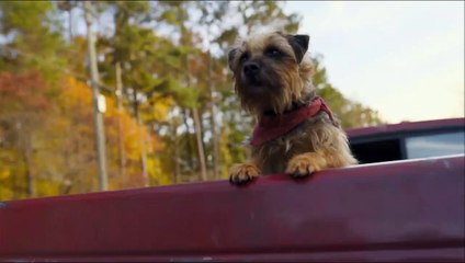 Backstreet Dogs Bande-annonce (IT)