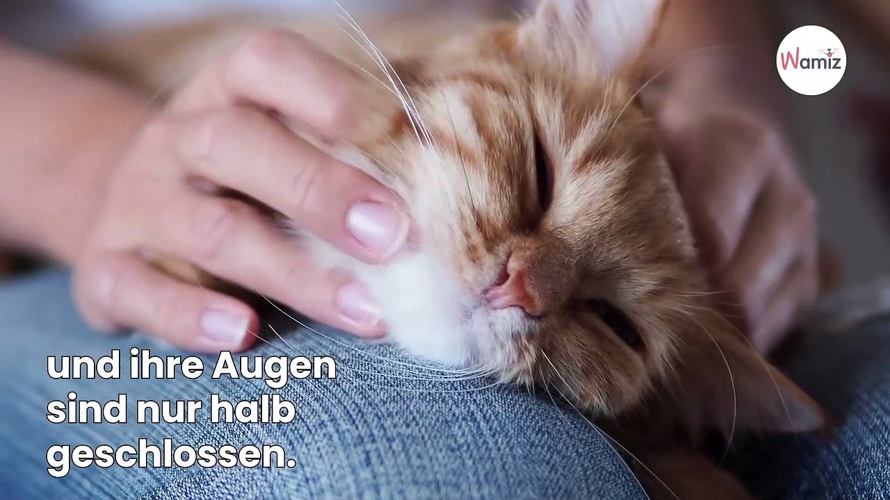 4 wichtige Fakten über den Schlaf von Katzen